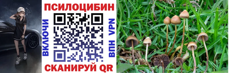 Псилоцибиновые грибы Psilocybine cubensis Бузулук